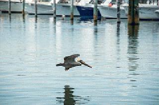 Key West Marina Pelican